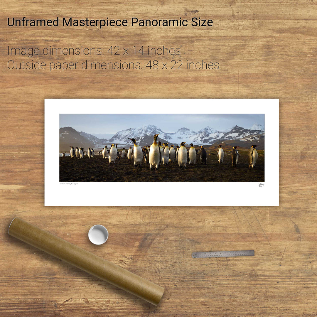 The March of the Penguins, St. Andrew's Bay, South Georgia - Fine Art Print