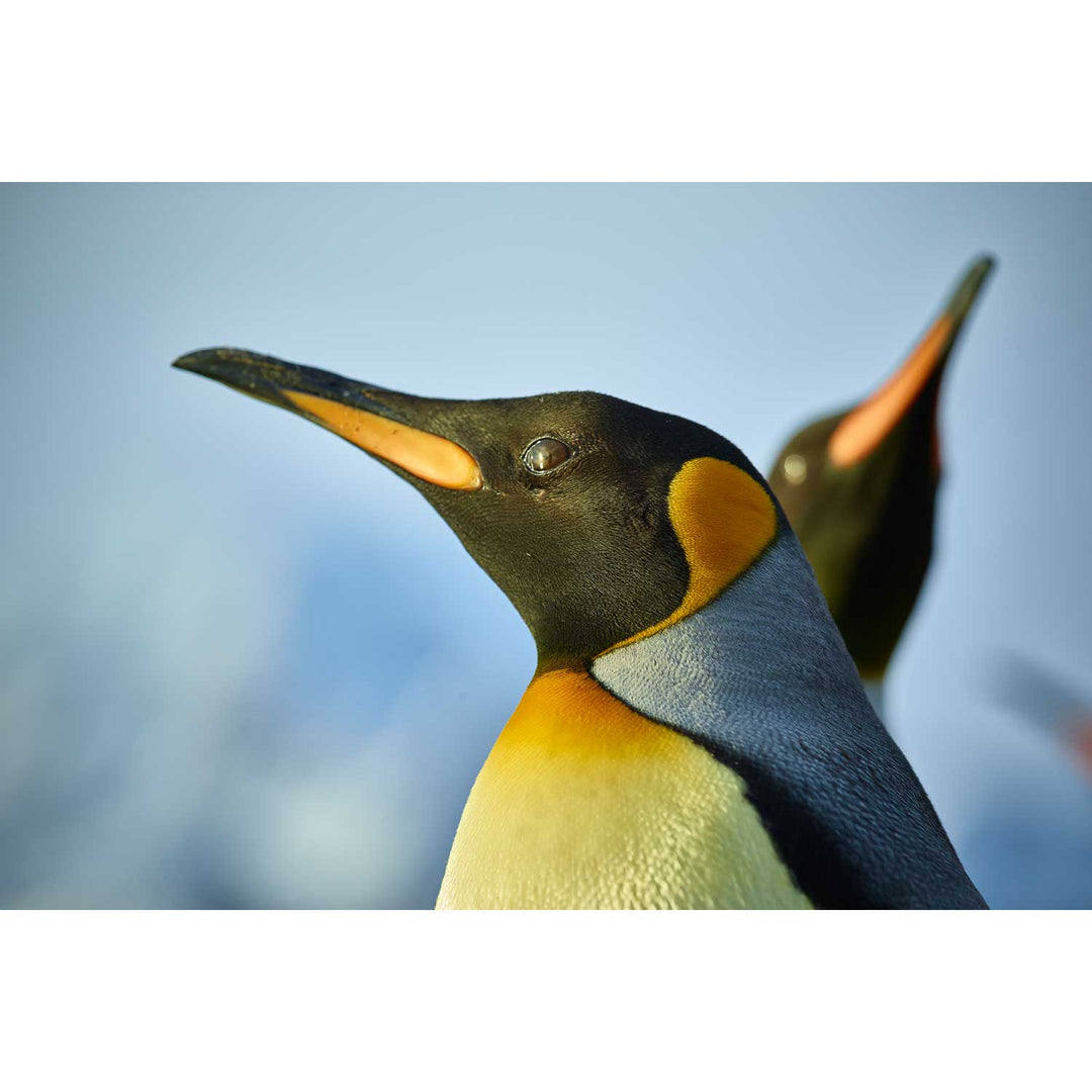 Penguin Reflections, St. Andrew's Bay, South Georgia - Fine Art Print