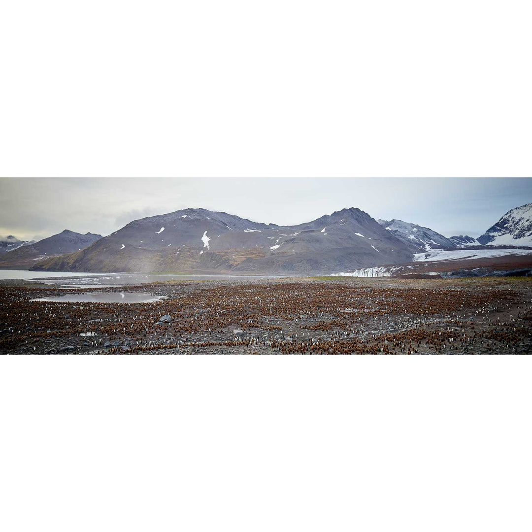 King Penguin Colony, St. Andrew's Bay, South Georgia - Fine Art Print