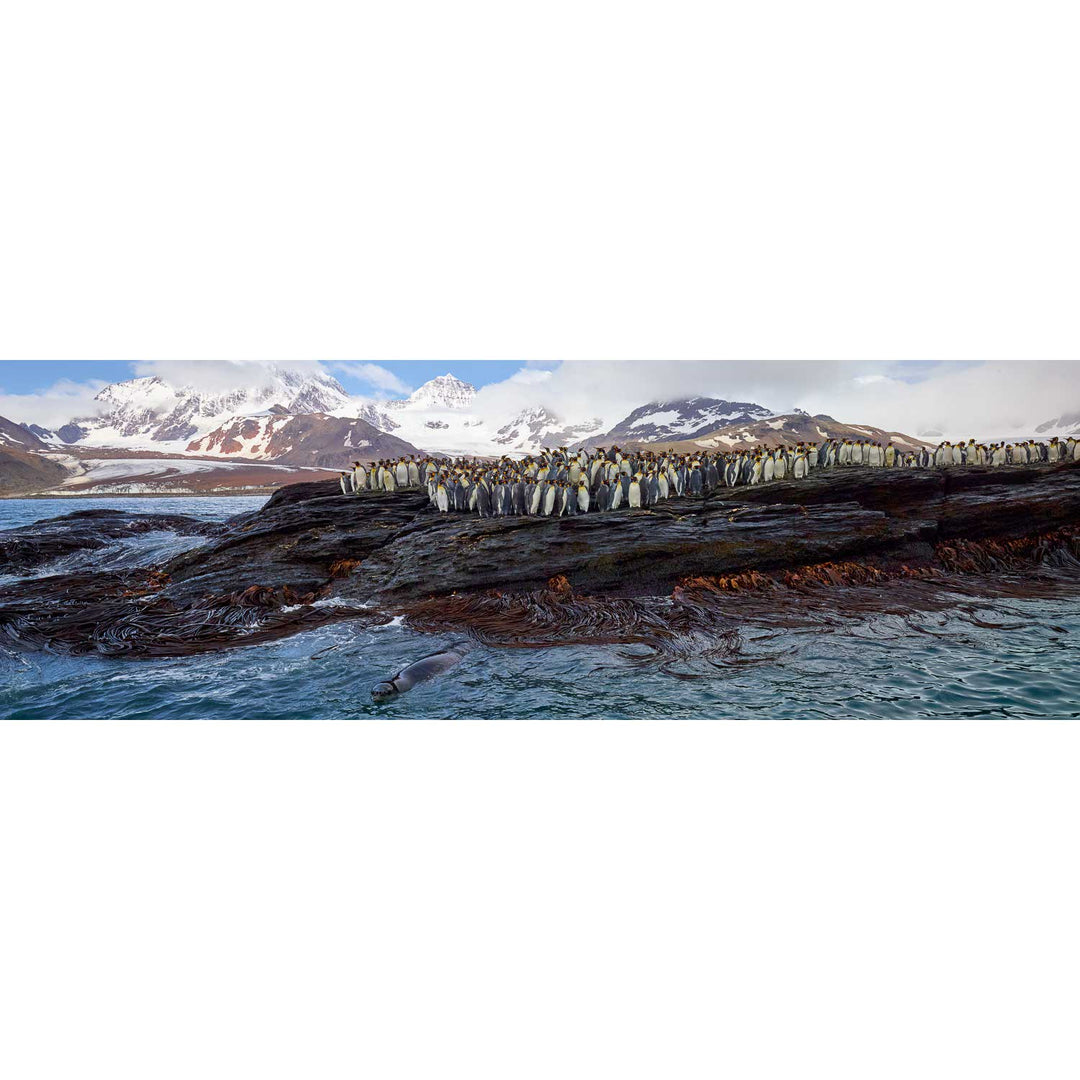 Penguins and Leopard Seal, St. Andrew's Bay, South Georgia - Fine Art Print