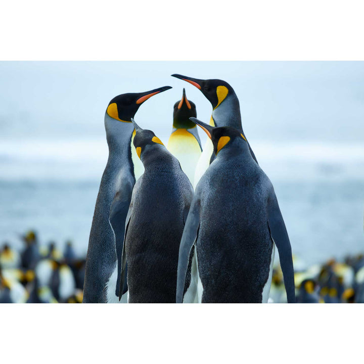 Penguin Conference, Gold Harbour, South Georgia - Fine Art Print