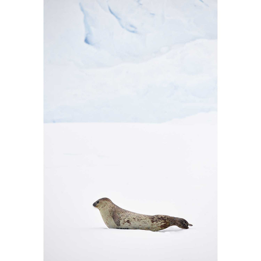 Weddel Seal, Portal Point, Antarctic Peninsula