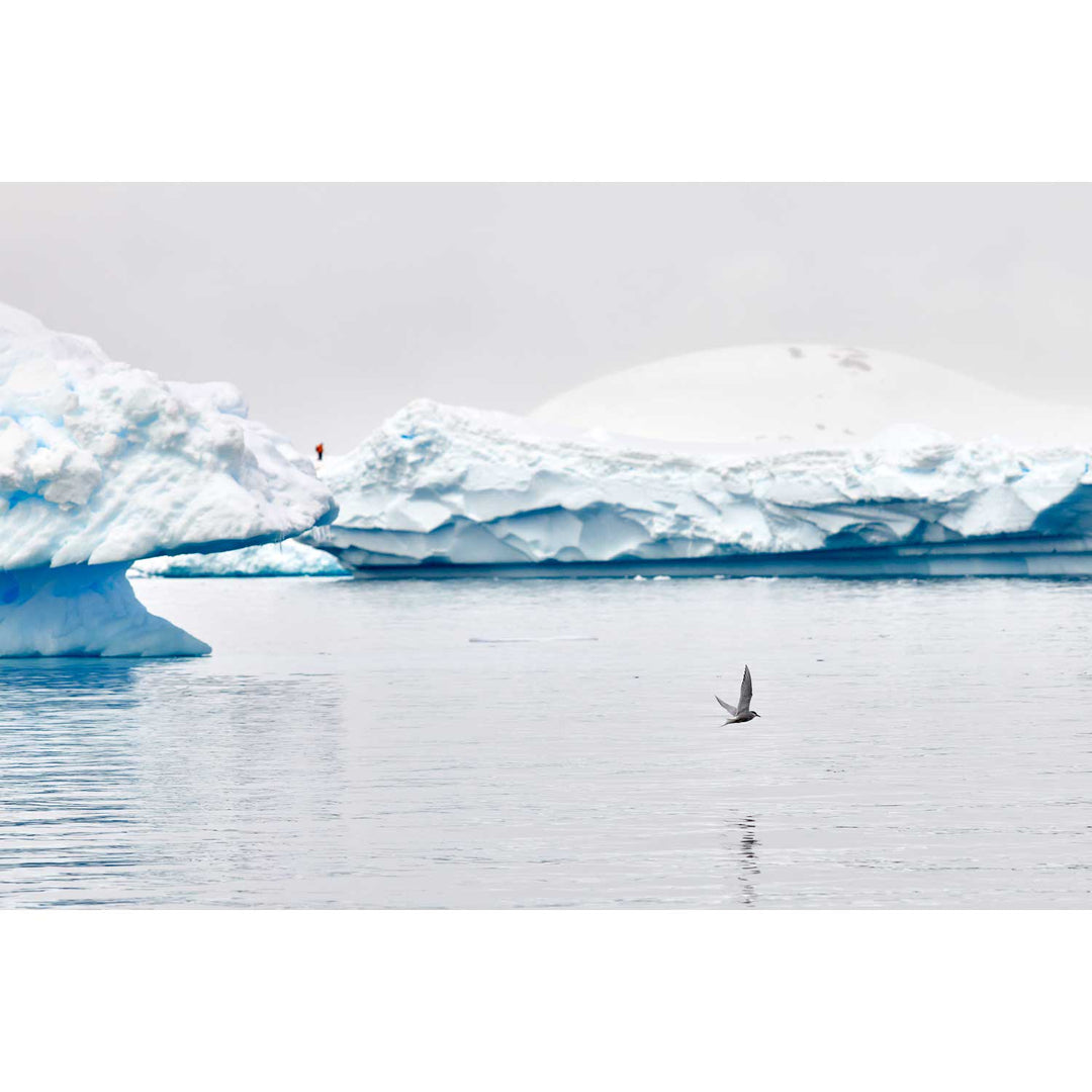 Antarctic Tern, Cuverville Island, Antarctic Peninsula