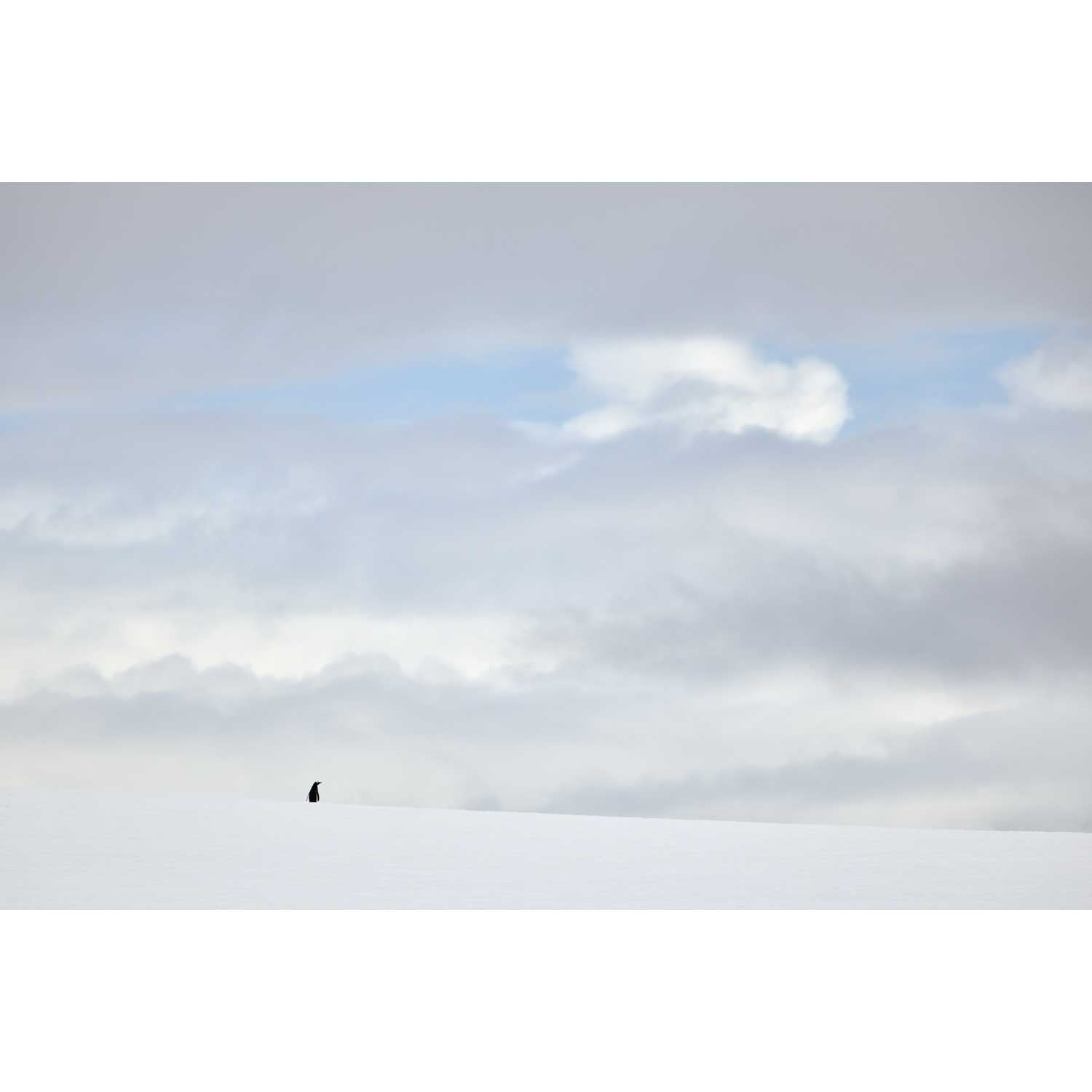 Lone Penguin, Cuverville Island, Antarctic Peninsula
