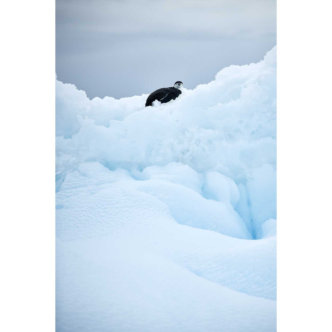 Chinstrap Penguin on Iceberg, Cuverville Island, Antarctic Peninsula