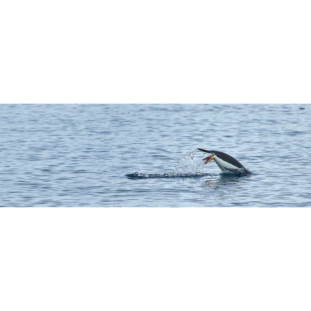 Diving Penguin, Cuverville Island, Antarctic Peninsula