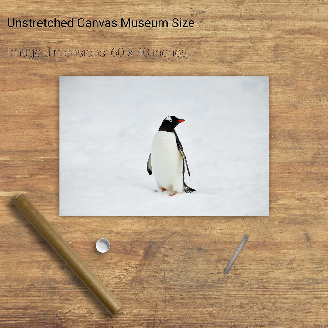 Gentoo Penguin, Cuverville Island, Antarctic Peninsula