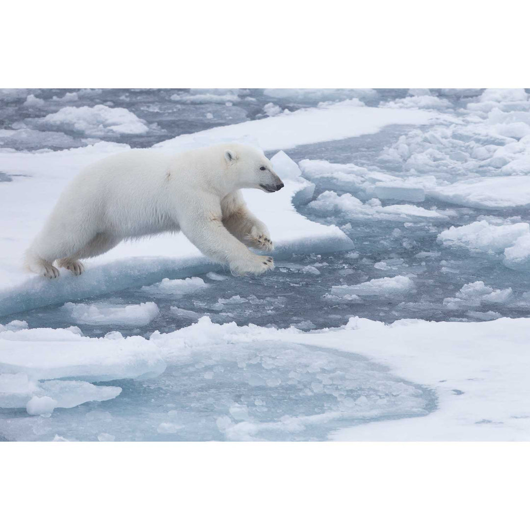 Polar Bear Leaping, Barents Sea