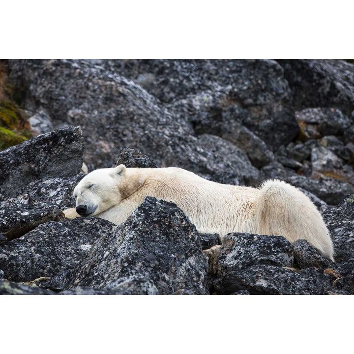 Sleeping Polar Bear, Svalbard