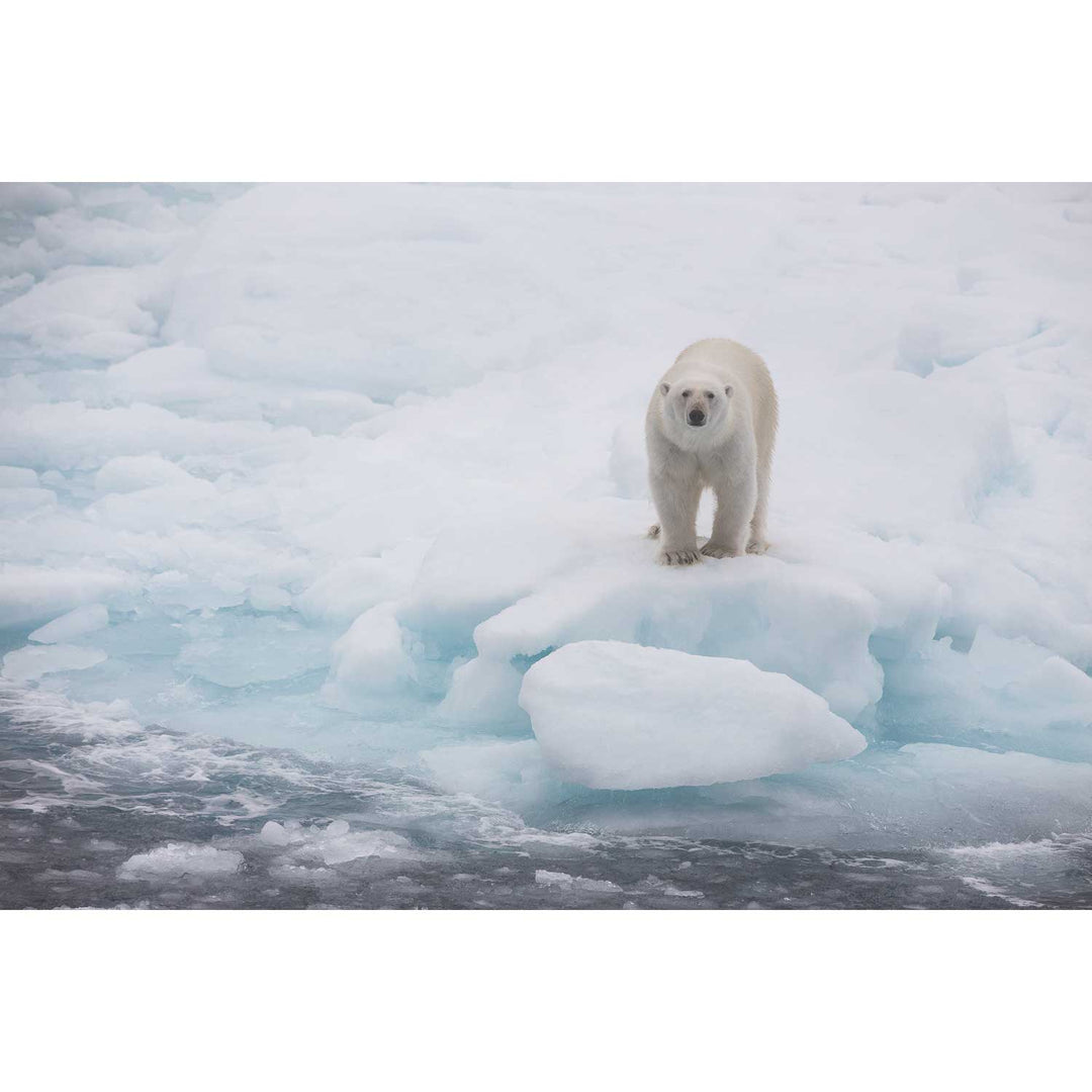 Polar Bear on Sea Ice, Barents Sea