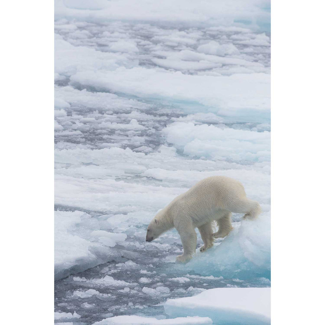 Polar Bear on Sea Ice II, Barents Sea