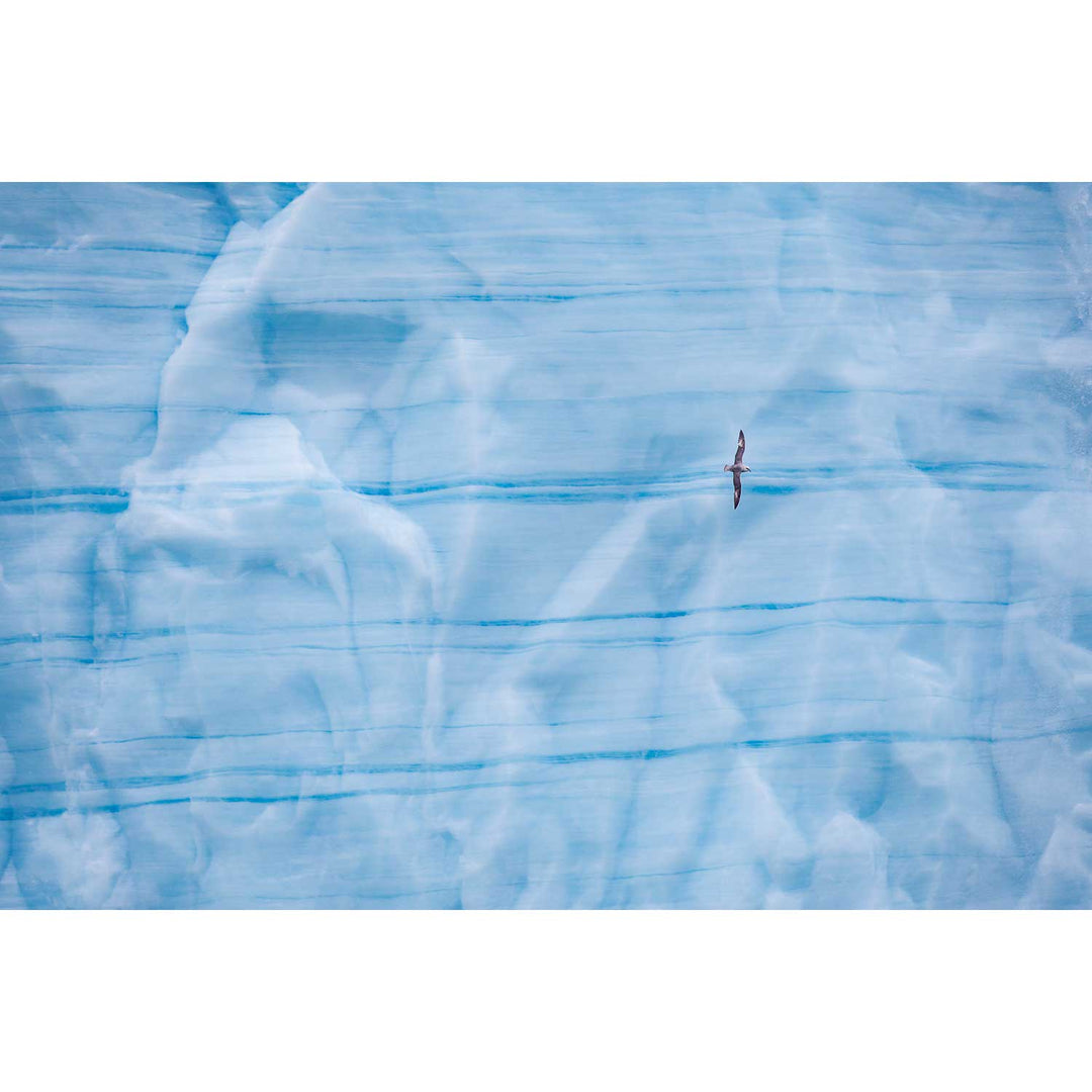 Fulmar, Brasvellbreen Ice Wall, Svalbard