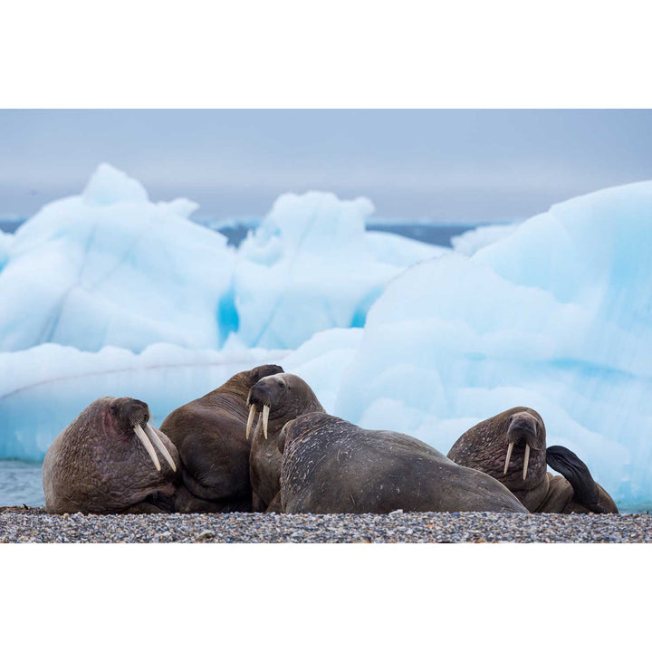 Walrus on the Beach, Svalbard