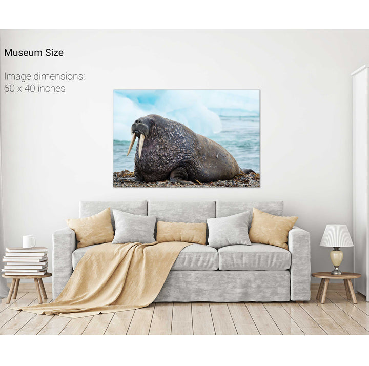 Walrus, Svalbard