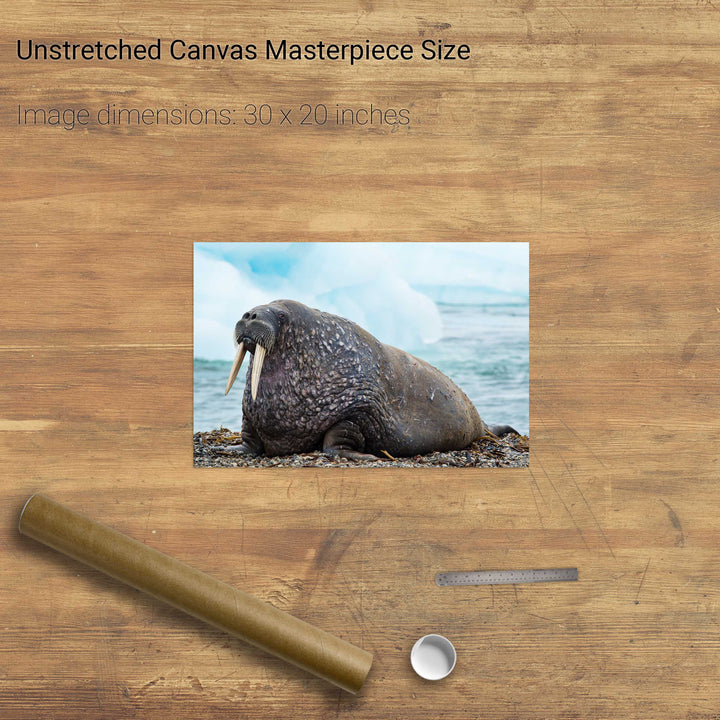 Walrus, Svalbard