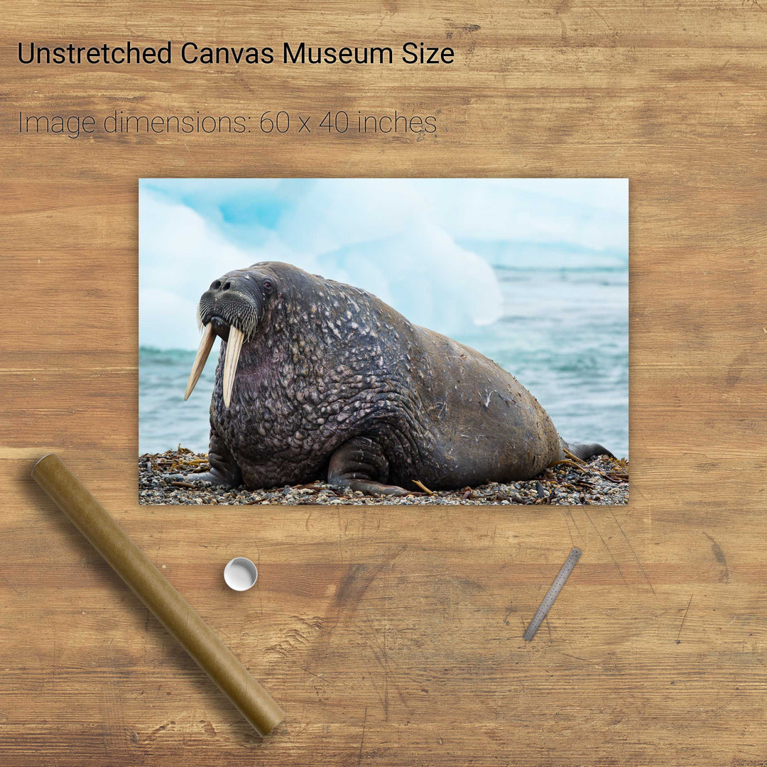 Walrus, Svalbard