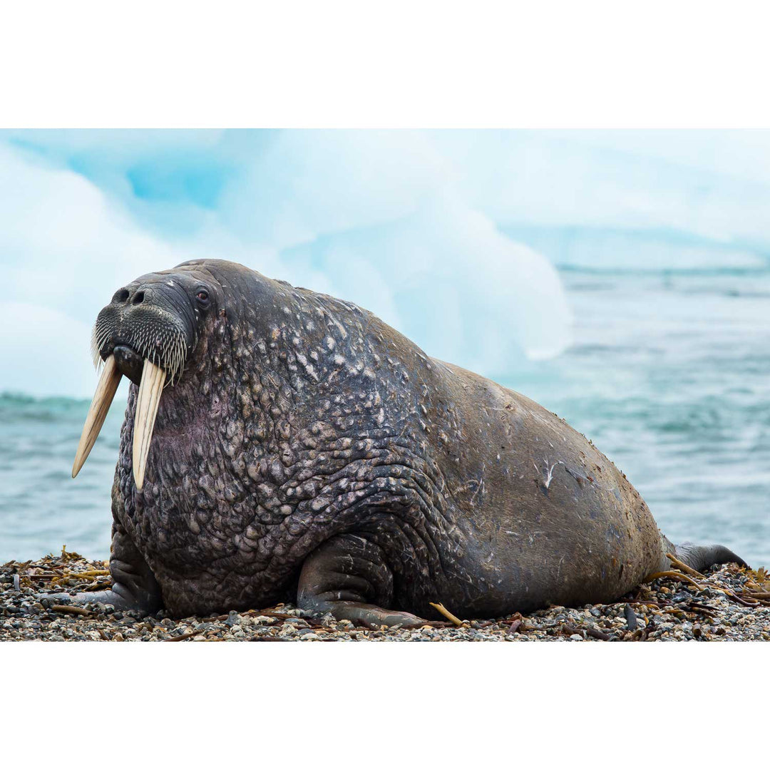 Walrus, Svalbard