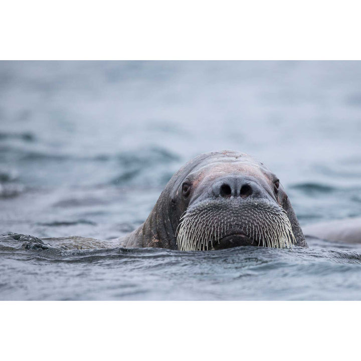 Walrus II, Svalbard