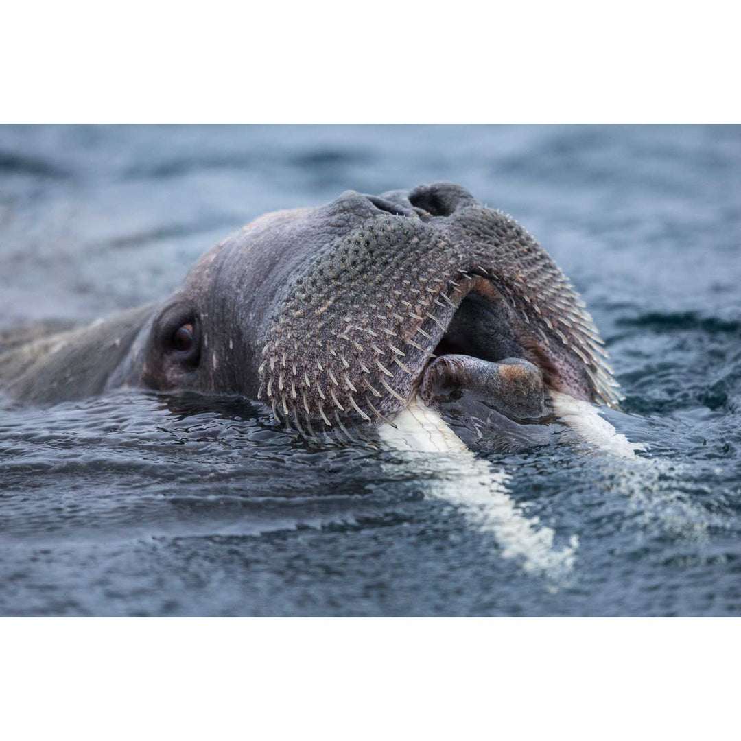 Curious Walrus, Svalbard