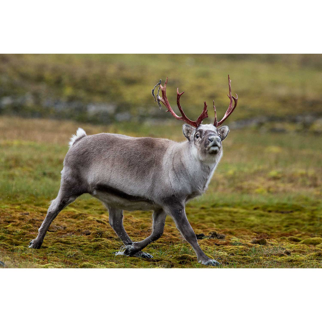 Svalbard Reindeer