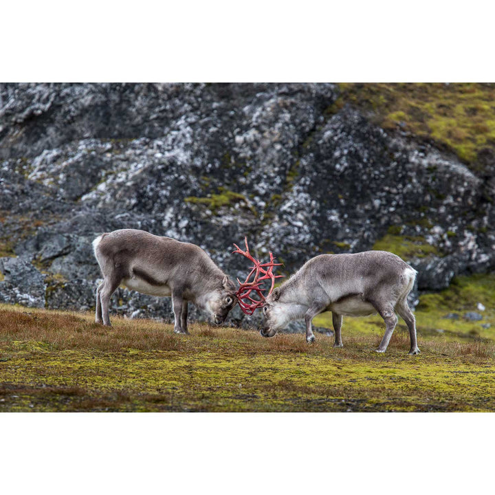 Reindeer Sparring, Svalbard