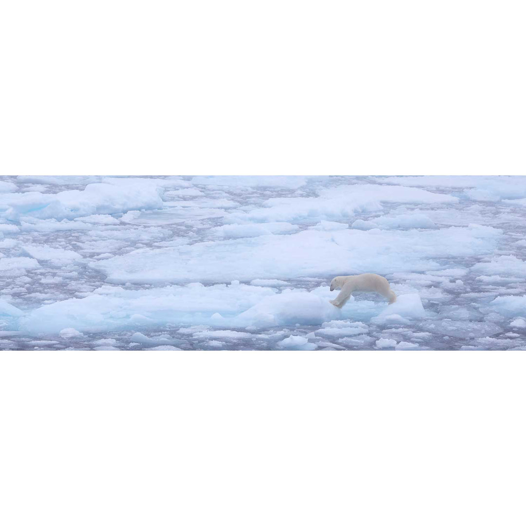 Polar Bear Crossing Sea Ice, Barents Sea