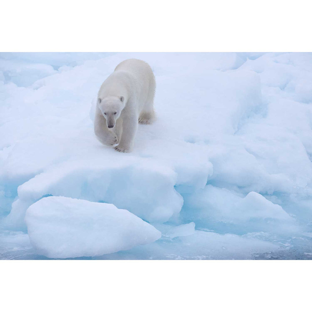 Polar Bear Approaching, Barents Sea