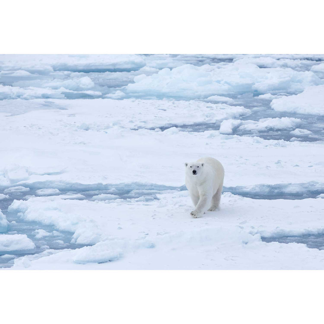 Curious Polar Bear, Barents Sea