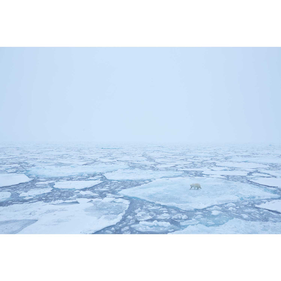 Polar Bear in the Mist, Barents Sea