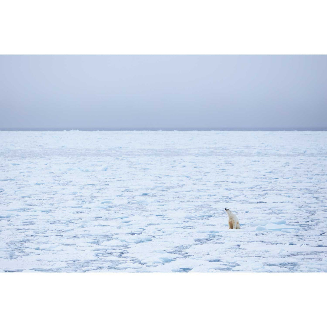 Sitting Polar Bear, Barents Sea