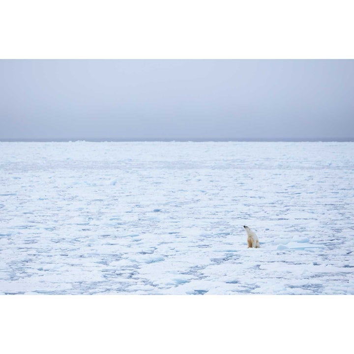 Sitting Polar Bear, Barents Sea