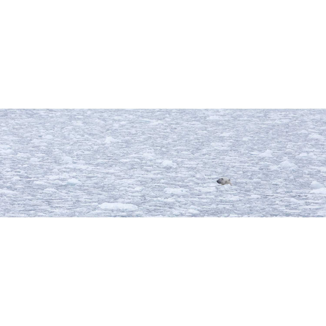 Polar Bear Plunge, Barents Sea