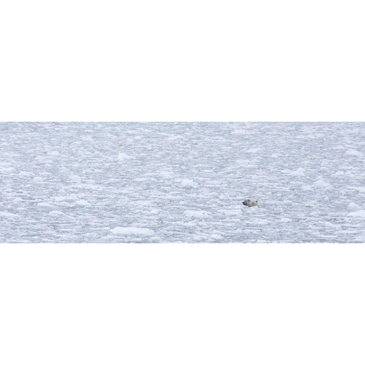 Polar Bear Plunge, Barents Sea