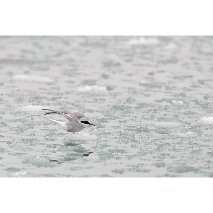 Arctic Tern, Svalbard