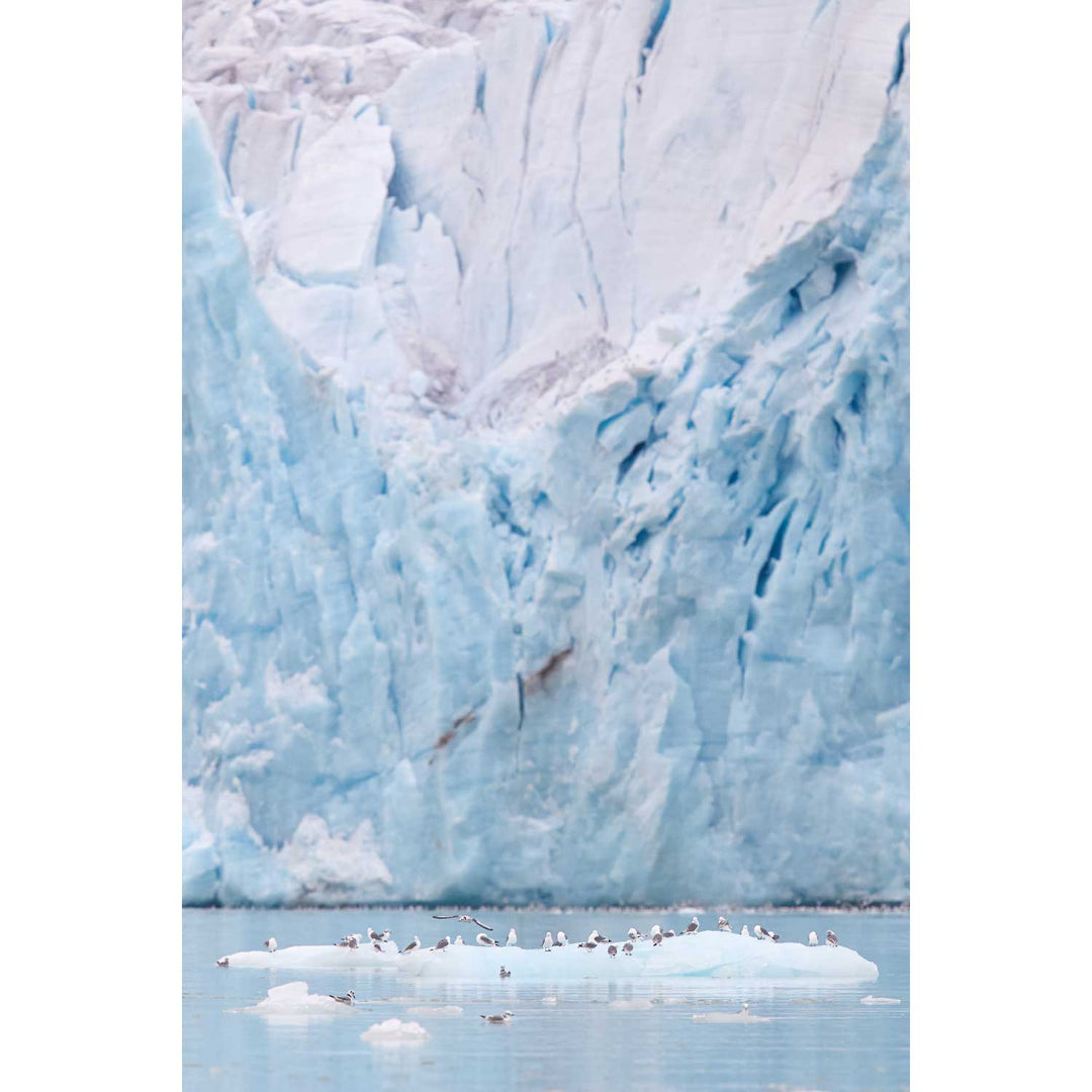 Kittiwakes and Glacier, Svalbard