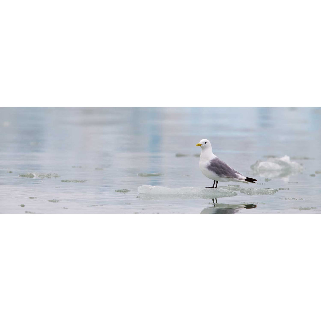 Kittiwake, Svalbard