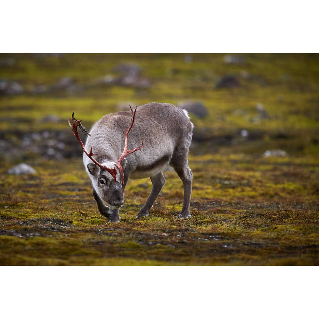 Curious Reindeer, Svalbard