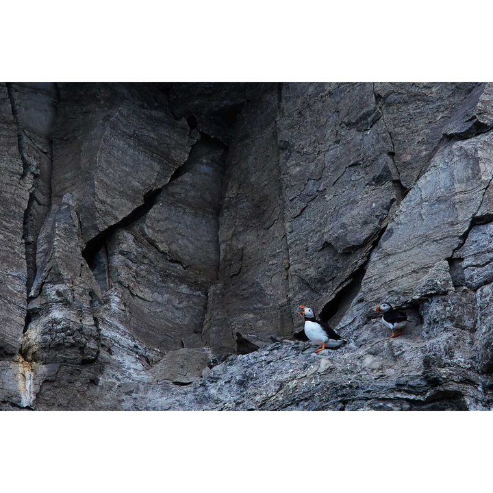 Puffins, Svalbard