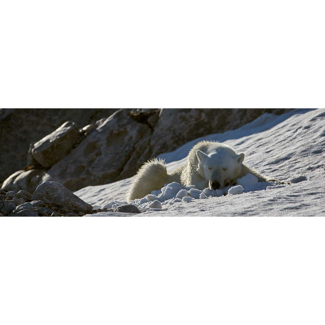 Sleeping Polar Bear on Snow, Svalbard