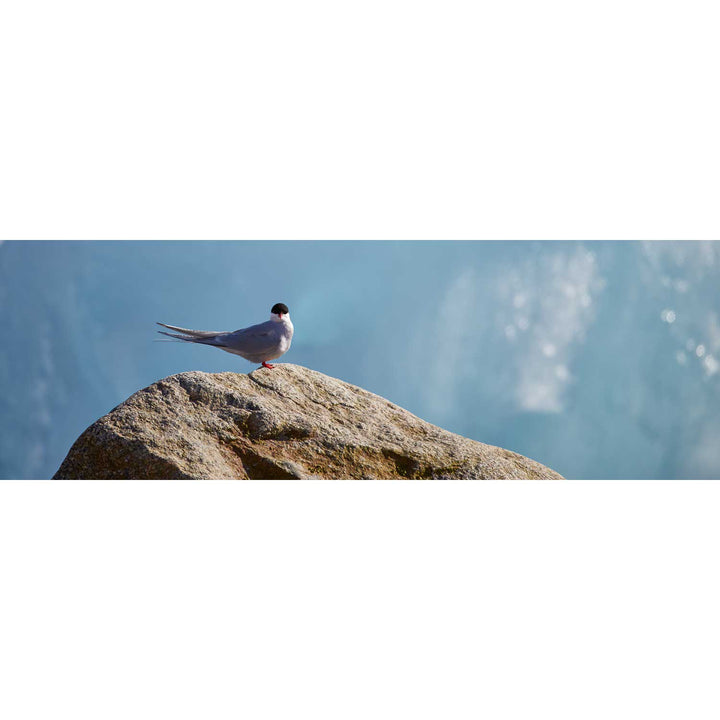 Arctic Tern II, Svalbard