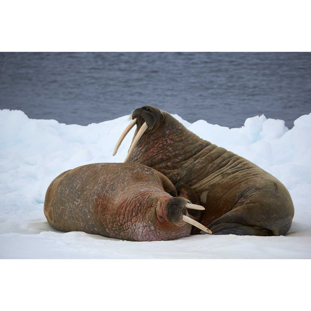 Walruses on Ice, Svalbard