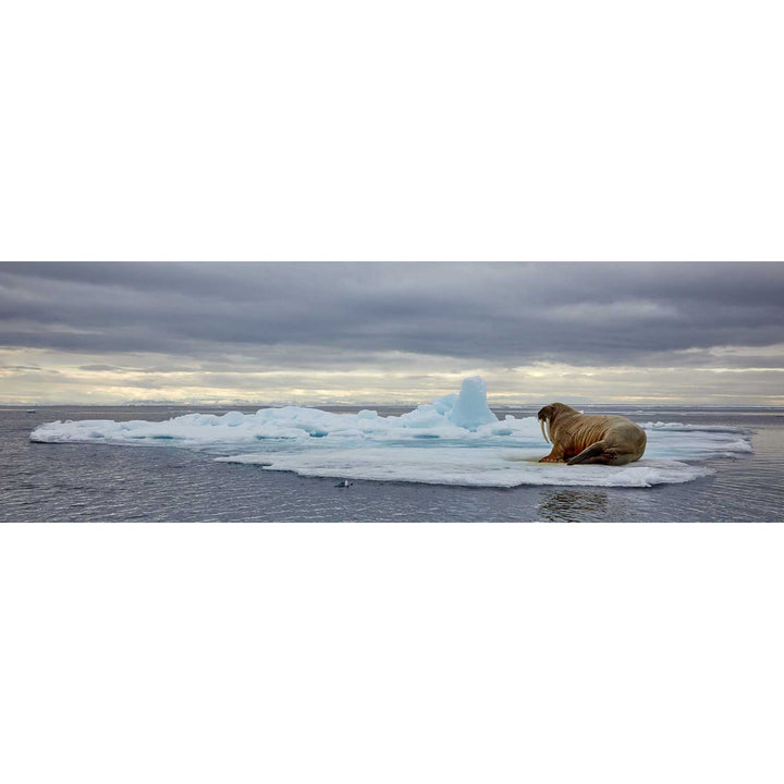 Walrus on Ice, Svalbard