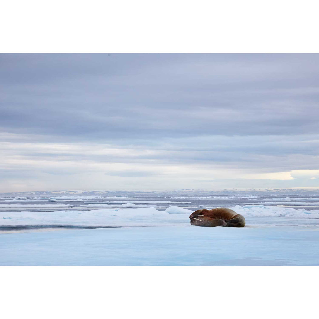 Walrus Facepalm, Svalbard