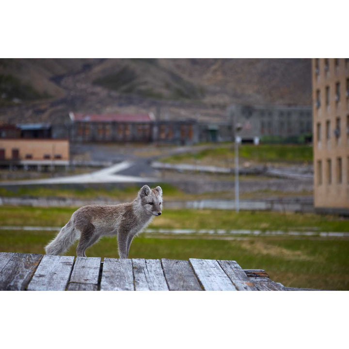 Urban Fox, Svalbard