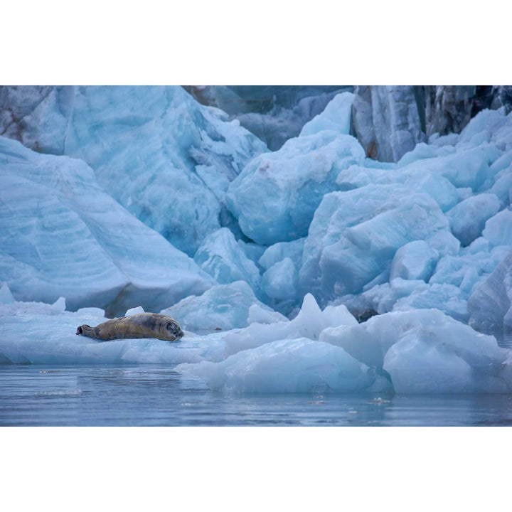 Bearded Seal, Svalbard