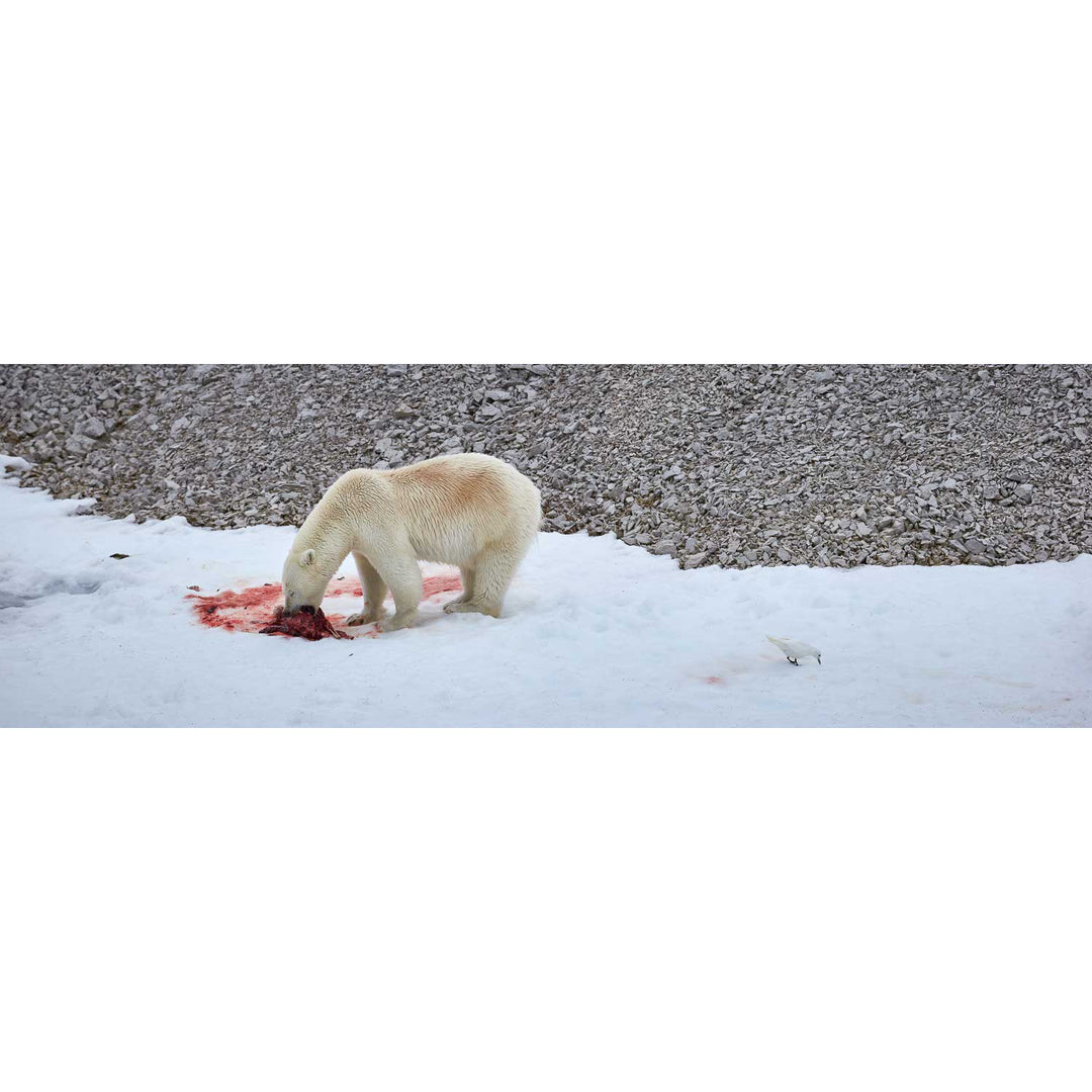 Dinner Time, Svalbard