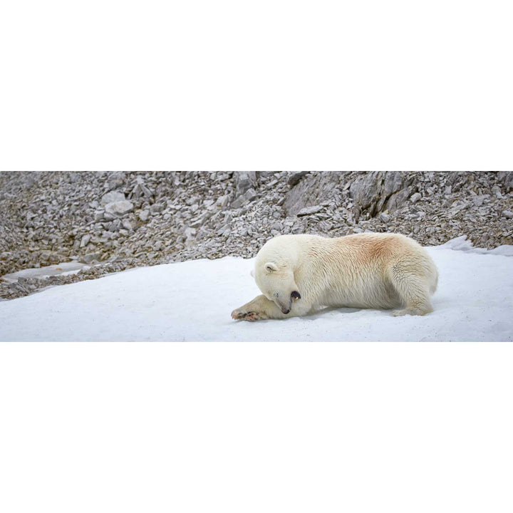 Grooming Time, Svalbard