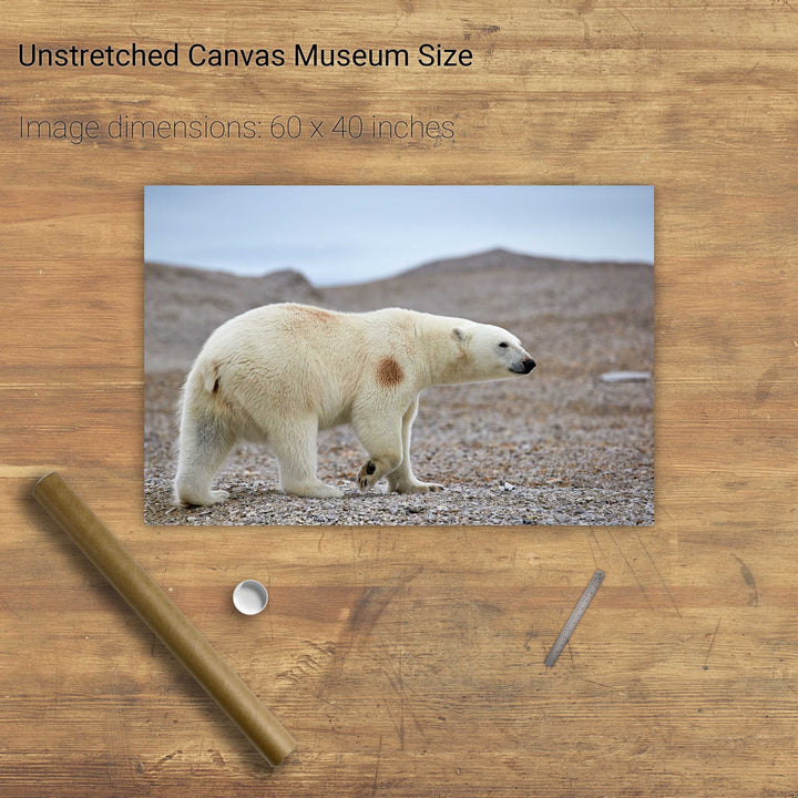 Polar Bear on Beach I, Svalbard