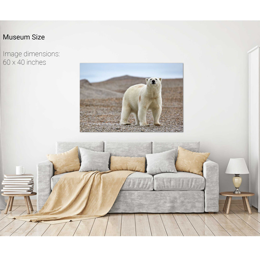 Curious Polar Bear on Beach, Svalbard