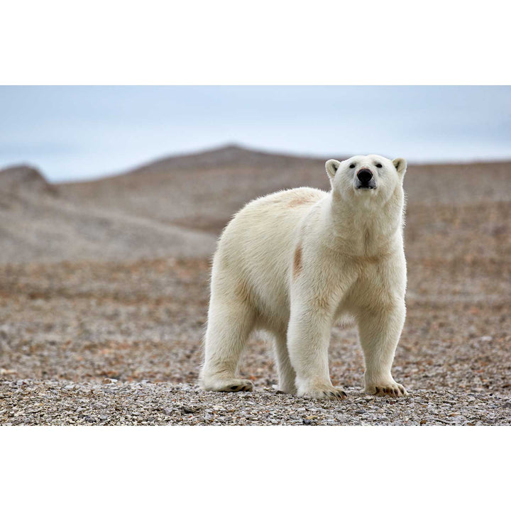 Curious Polar Bear on Beach, Svalbard